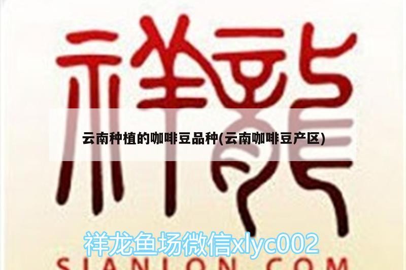 云南種植的咖啡豆品種(云南咖啡豆產(chǎn)區(qū)) 云南種植的咖啡豆品種(云南咖啡豆產(chǎn)區(qū)) 馬來西亞咖啡