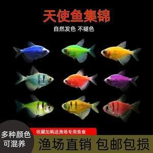 虎魚褪色特別厲害正常嗎：虎魚褪色特別厲害正常嗎虎魚褪色特別厲害正常嗎
