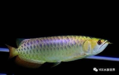 龍魚幾天能適應新環境vs祥龍魚場：如何判斷龍魚是否適應新環境 龍魚幾天能適應新環境vs祥龍魚場：如何判斷龍魚是否適應新環境 vs祥龍魚場 第8張