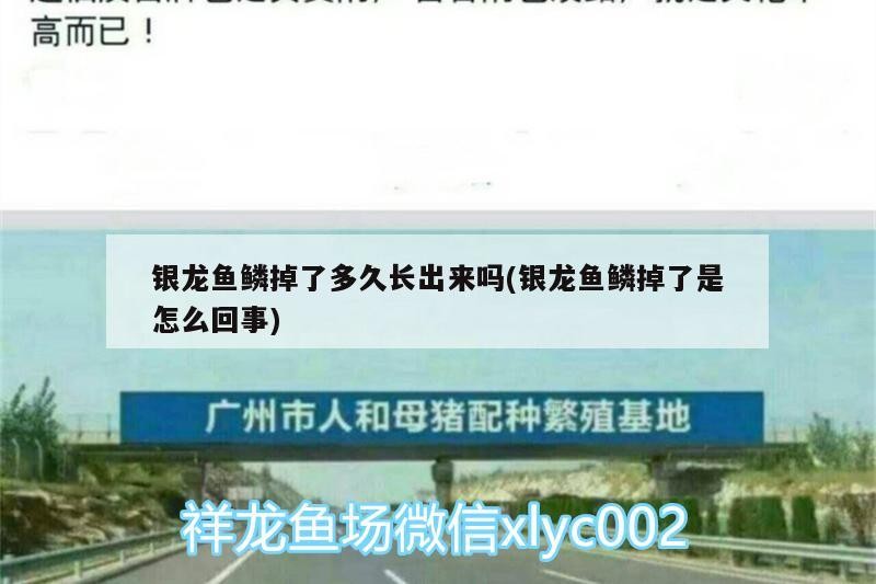 銀龍魚鱗掉了多久長出來嗎(銀龍魚鱗掉了是怎么回事)