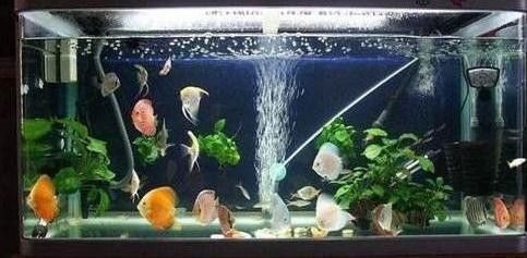 白子過背金龍魚怎么養活視頻（白子過背金龍魚怎么養活視頻教程）