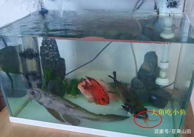 大魚水族魚缸養(yǎng)什么魚最好看：大魚水族魚缸養(yǎng)什么魚最好看，從以下幾個方面考慮
