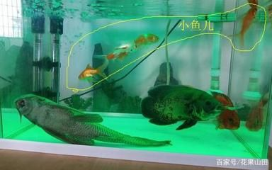 大魚水族魚缸養(yǎng)什么魚最好看：大魚水族魚缸養(yǎng)什么魚最好看，從以下幾個方面考慮