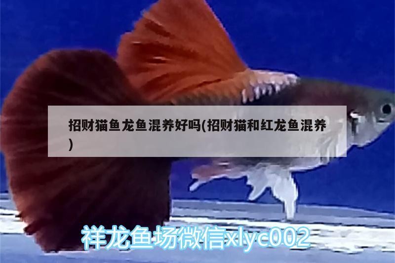 招財貓魚龍魚混養好嗎(招財貓和紅龍魚混養)
