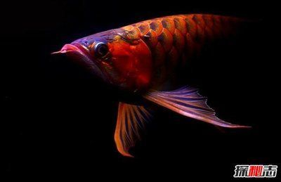 500萬(wàn)紅龍魚