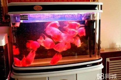 多邊形魚缸：多邊形魚缸的設(shè)計原理