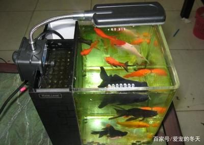 側過濾魚缸怎么處理糞便：側過濾魚缸糞便處理方法清理魚缸底部糞便的方法
