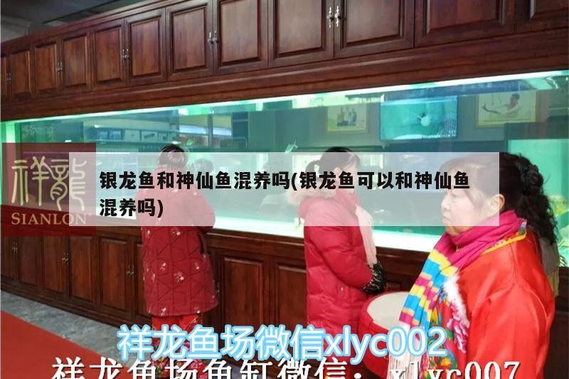 銀龍魚和神仙魚混養嗎(銀龍魚可以和神仙魚混養嗎)