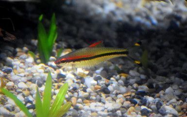 龍魚顏色變淺身體發白vs祥龍魚場：祥龍魚場的龍魚品種介紹