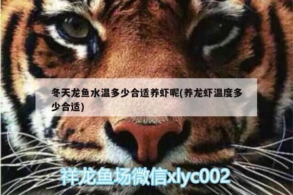 龍魚可以吃蝦尾嗎vs祥龍魚場：龍魚可以吃蝦尾嗎