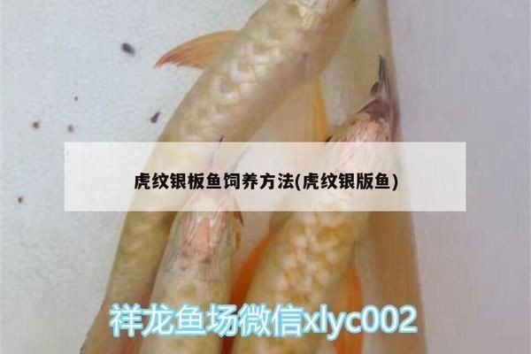 虎紋銀板魚植物性食物選擇，虎紋銀板魚植物性飼料品牌推薦
