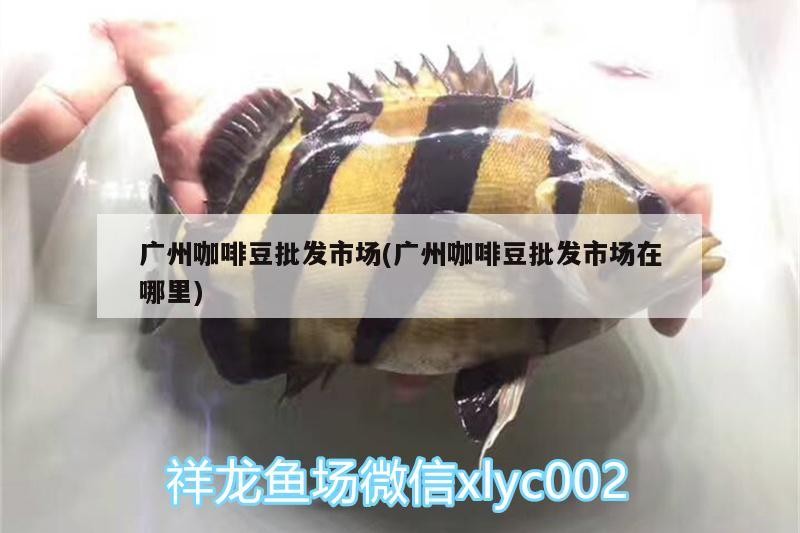 廣州咖啡豆批發市場(廣州咖啡豆批發市場在哪里)