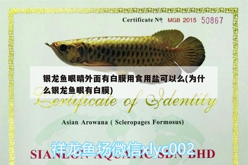 銀龍魚眼睛外面有白膜用食用鹽可以么(為什么銀龍魚眼有白膜)
