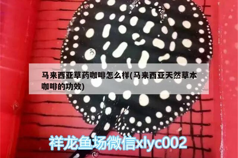 馬來西亞草藥咖啡怎么樣(馬來西亞天然草本咖啡的功效)