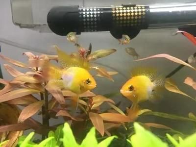 慈鯛觀賞魚可以養(yǎng)多大的魚缸：如何正確養(yǎng)護(hù)三湖慈鯛