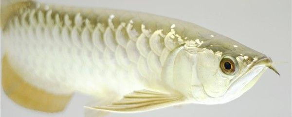 養(yǎng)金龍魚有什么好處：養(yǎng)金龍魚可以帶來(lái)哪些好處？
