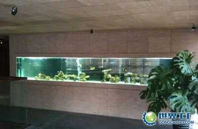 魚缸可以直接換水嗎怎么換