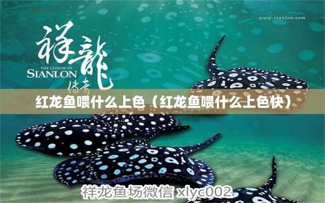 紅龍魚飼料顏色選擇技巧：紅龍魚健康飲食搭配指南,紅龍魚飼料選擇常見誤區(qū)
