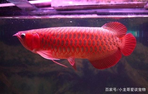 紅龍魚飼料顏色選擇技巧：紅龍魚健康飲食搭配指南,紅龍魚飼料選擇常見誤區(qū)