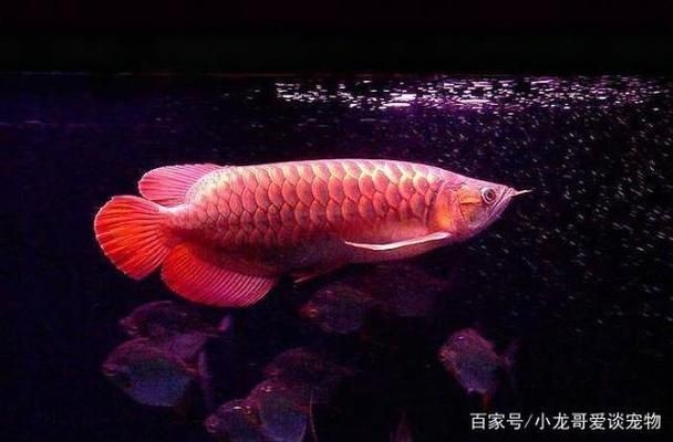 紅龍魚飼料顏色選擇技巧：紅龍魚健康飲食搭配指南,紅龍魚飼料選擇常見誤區(qū)