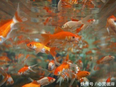 大魚缸消毒最簡單的方法視頻教學：大魚缸消毒方法魚缸消毒方法魚缸消毒注意事項