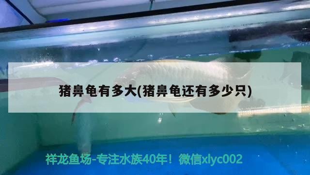 飼料 豬鼻龜有多大(豬鼻龜還有多少只) 豬鼻龜百科 豬鼻龜有多大(豬鼻龜還有多少只) 豬鼻龜有多大(豬鼻龜還有多少只) 豬鼻龜百科
