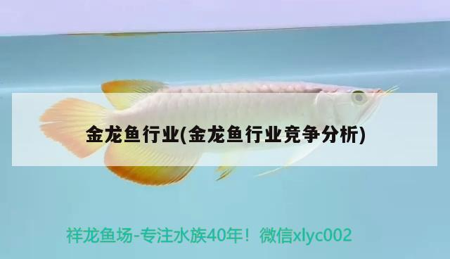 金龍魚行業(金龍魚行業競爭分析)