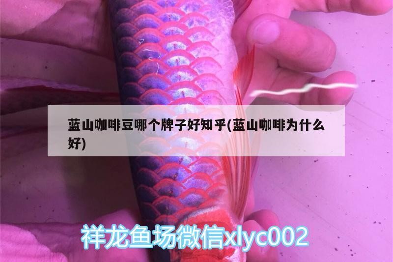 藍(lán)山咖啡豆哪個(gè)牌子好知乎(藍(lán)山咖啡為什么好) 馬來西亞咖啡 第2張 藍(lán)山咖啡豆哪個(gè)牌子好知乎(藍(lán)山咖啡為什么好) 藍(lán)山咖啡豆哪個(gè)牌子好知乎(藍(lán)山咖啡為什么好) 馬來西亞咖啡 第2張