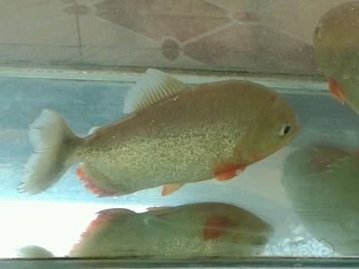 虎魚一般講究養(yǎng)幾條魚：虎魚的大小、魚缸的大小、魚缸的大小以及虎魚之間的相處情況