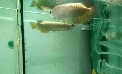 虎魚一般講究養(yǎng)幾條魚：虎魚的大小、魚缸的大小、魚缸的大小以及虎魚之間的相處情況