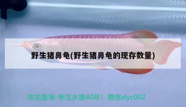 野生豬鼻龜(野生豬鼻龜的現存數量)