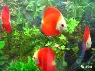 觀賞魚常見品種：常見的觀賞魚品種