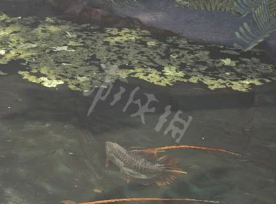 龍魚掉了一片鱗要升溫加鹽嗎