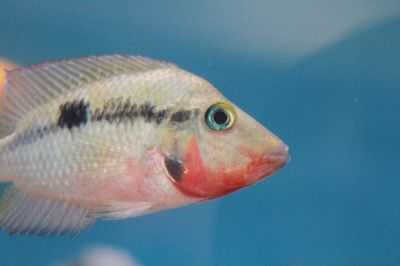 黃金河虎魚水溫調控設備選擇，黃金河虎魚水溫調控設備價格及牌子