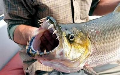 魟魚剛買多久能吃：魟魚通常在購買后一段時(shí)間才能被人類食用以下信息