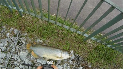 魟魚剛買多久能吃：魟魚通常在購買后一段時(shí)間才能被人類食用以下信息