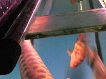 虎魚養幾只不打架怎么辦：虎魚養幾只不打架怎么辦虎魚養幾只不打架怎么辦