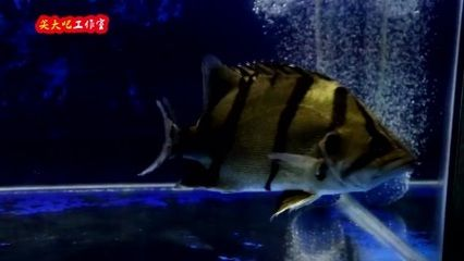 虎魚養幾只不打架怎么辦：虎魚養幾只不打架怎么辦虎魚養幾只不打架怎么辦