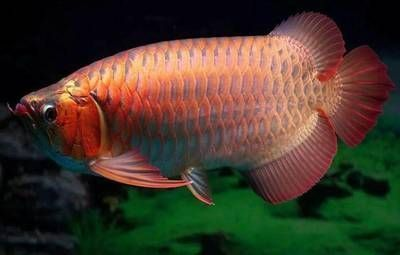 世界上最貴的紅龍魚多少錢一只：世界上最貴的紅龍魚價(jià)格曾達(dá)500萬人民幣，價(jià)格曾達(dá)500萬
