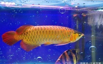世界上最貴的紅龍魚多少錢一只：世界上最貴的紅龍魚價(jià)格曾達(dá)500萬人民幣，價(jià)格曾達(dá)500萬