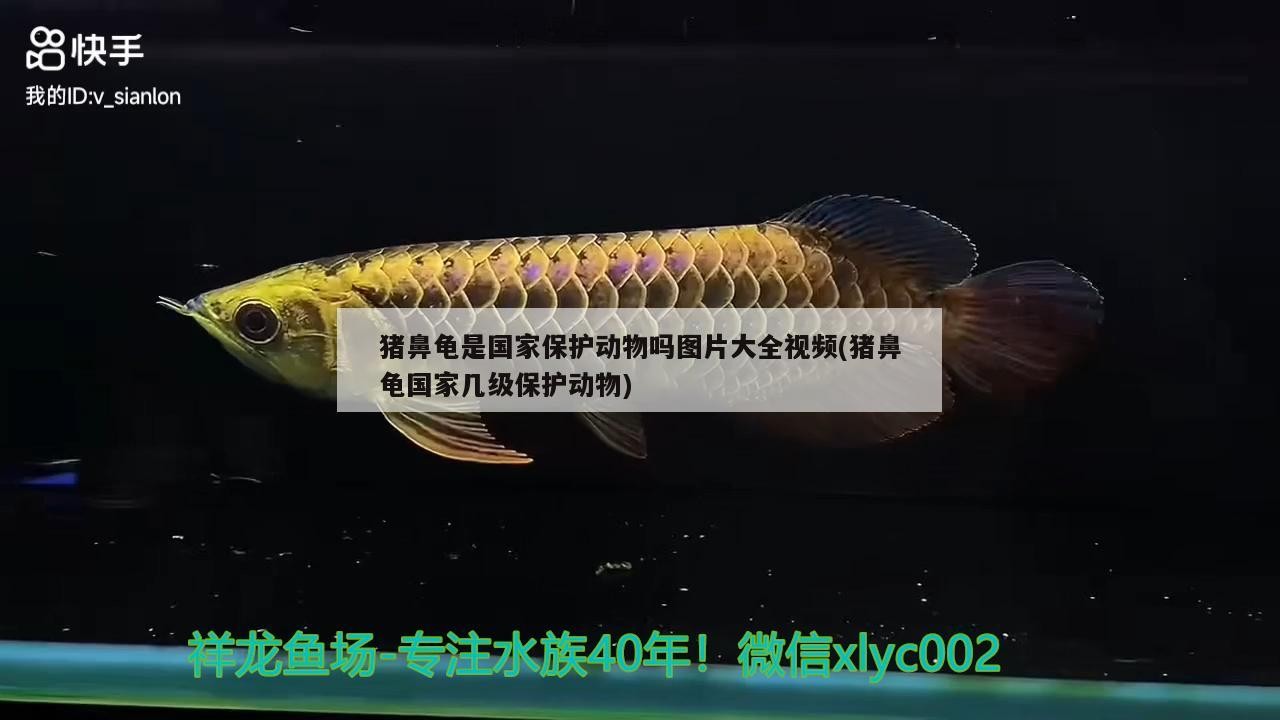 豬鼻龜是國家保護動物嗎圖片大全視頻(豬鼻龜國家幾級保護動物)