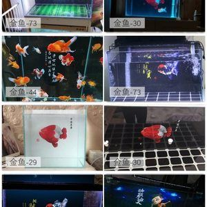 紅龍魚缸背景紙什么顏色好看：不同顏色背景紙對紅龍魚影響的詳細分析 紅龍魚缸背景紙什么顏色好看：不同顏色背景紙對紅龍魚影響的詳細分析 紅龍魚百科 第3張