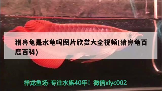 豬鼻龜是水龜嗎圖片欣賞大全視頻(豬鼻龜百度百科)