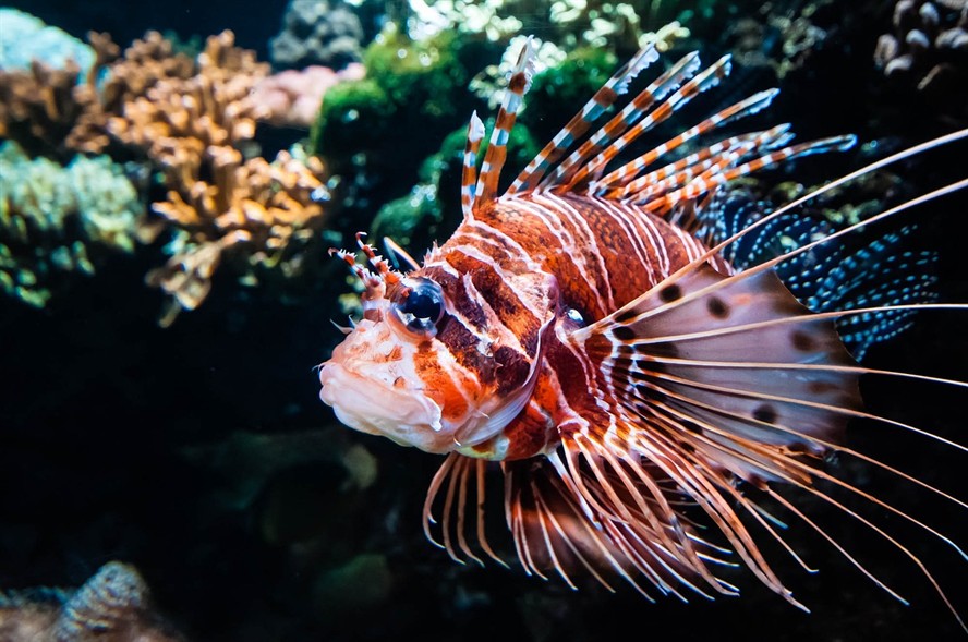 金底過背金龍魚圖片大全（過背金龍是什么）
