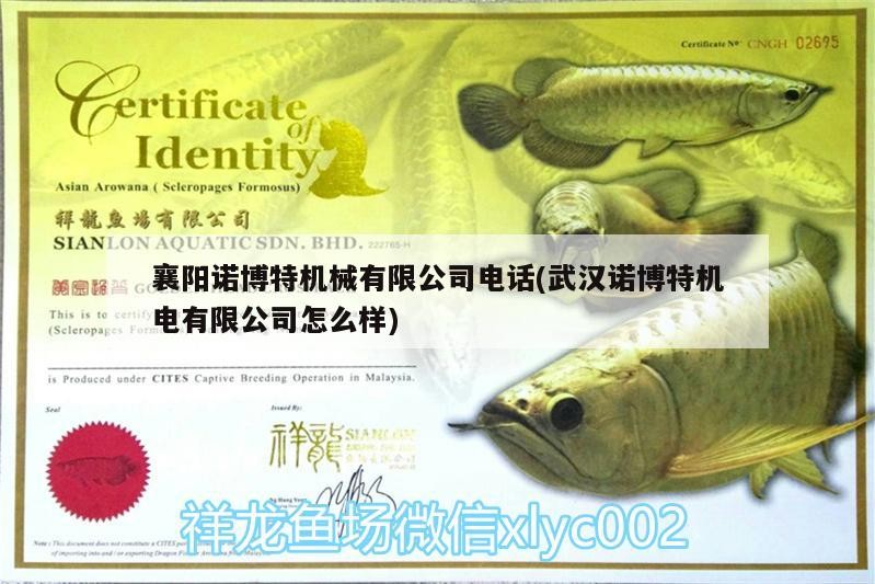 襄陽諾博特機械有限公司電話(武漢諾博特機電有限公司怎么樣)