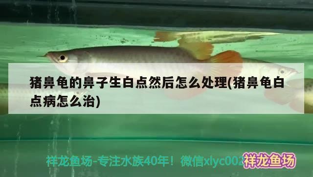 豬鼻龜的鼻子生白點然后怎么處理(豬鼻龜白點病怎么治)