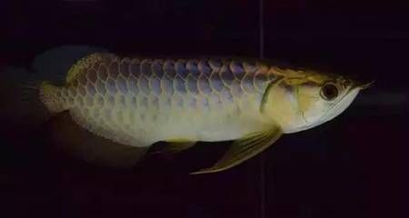 龍魚喂飼料好消化嗎vs祥龍魚場：龍魚喂飼料是否好消化取決于飼料的種類和質量和質量