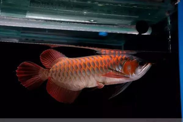 龍魚喂飼料好消化嗎vs祥龍魚場：龍魚喂飼料是否好消化取決于飼料的種類和質量和質量