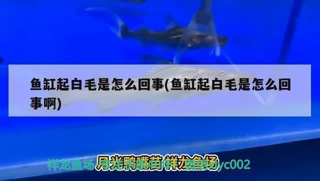 龍魚長白毛該怎么治療呢vs祥龍魚場:如何預防龍魚長白毛 vs祥龍魚場 第4張 龍魚長白毛該怎么治療呢vs祥龍魚場:如何預防龍魚長白毛 龍魚長白毛該怎么治療呢vs祥龍魚場:如何預防龍魚長白毛 vs祥龍魚場 第4張