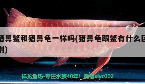 豬鼻鱉和豬鼻龜一樣嗎(豬鼻龜跟鱉有什么區別)